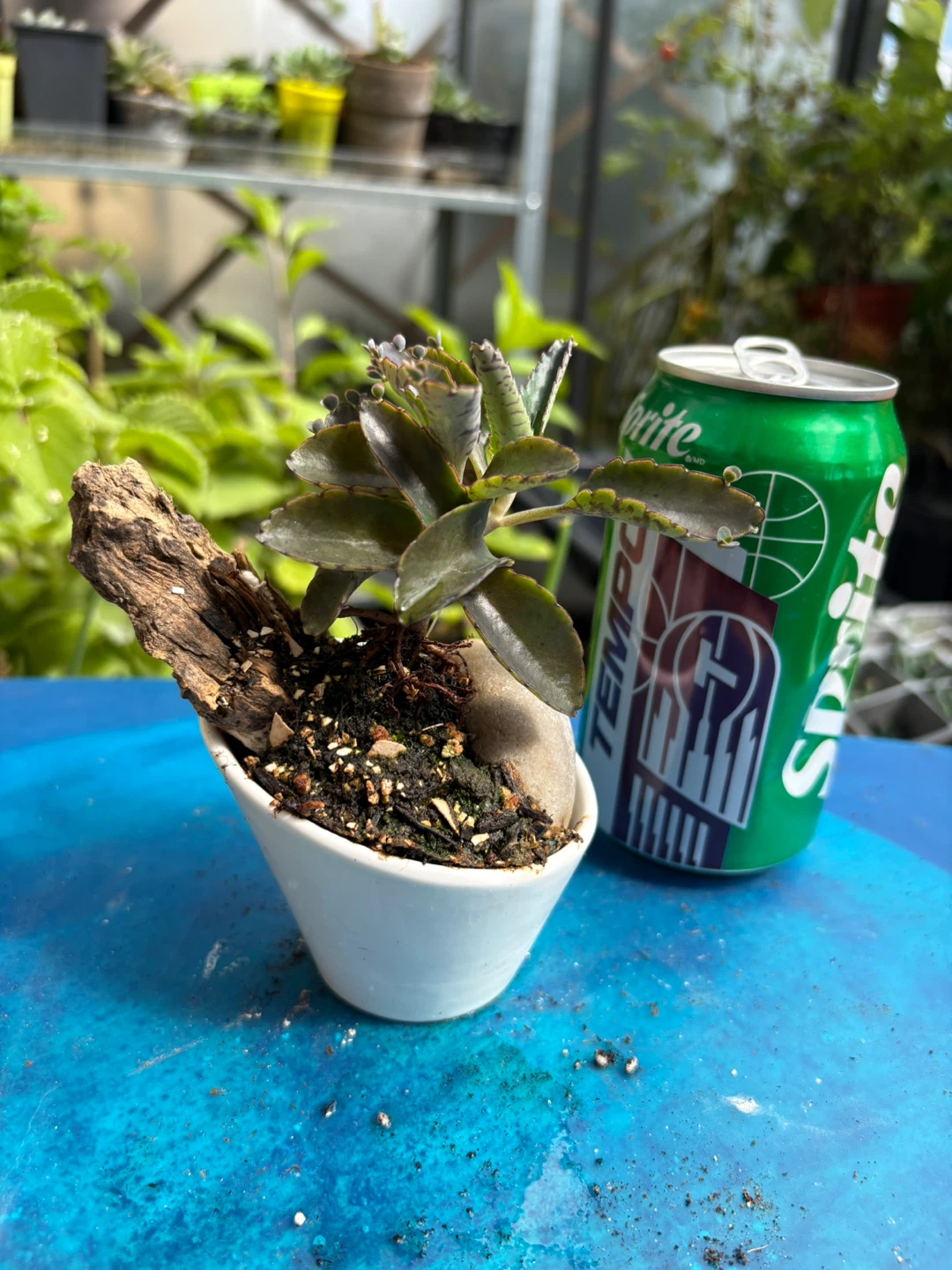 Mother of thousands bonsai - photo 2