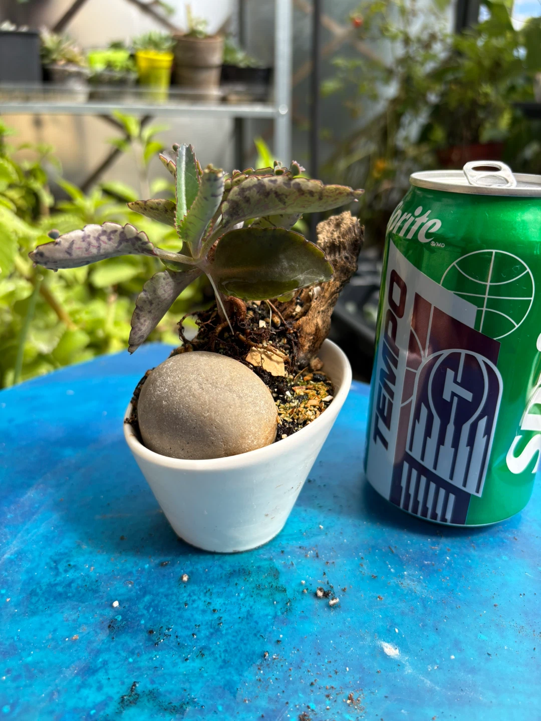 Mother of thousands bonsai - photo 3