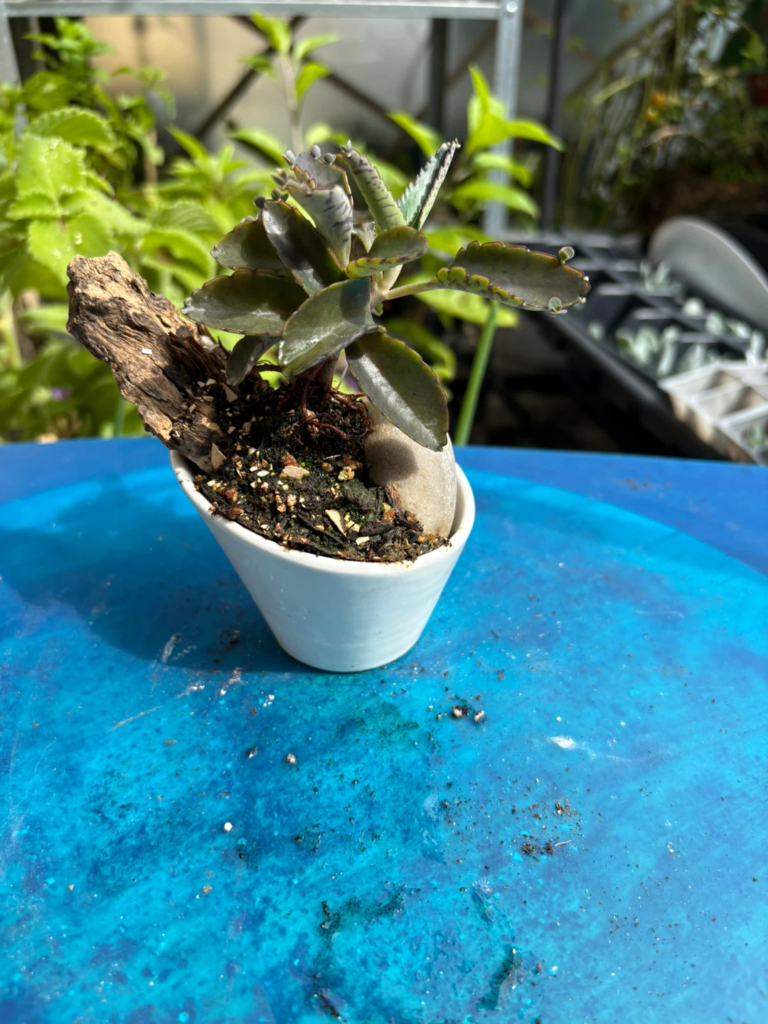 Mother of thousands bonsai - photo 5
