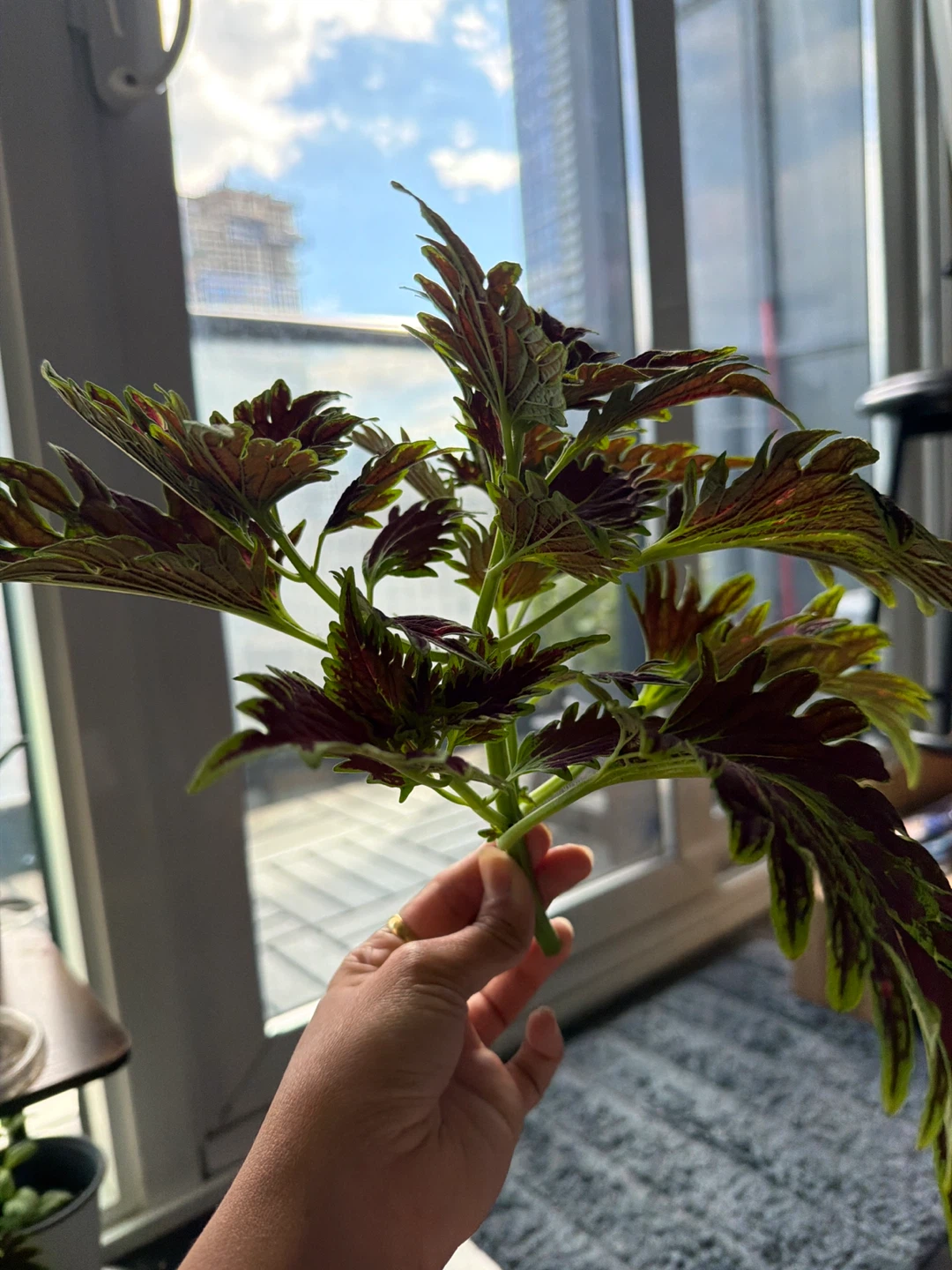 4 Coleus Plant Cutting (Need to go as ASAP)