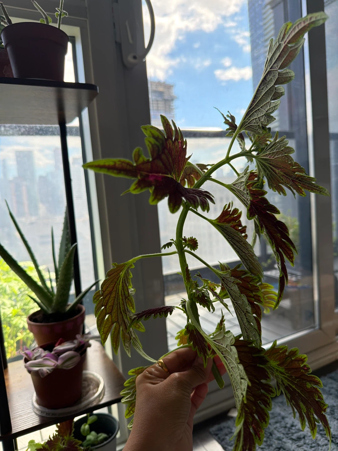 4 Coleus Plant Cutting (Need to go as ASAP) - photo 2