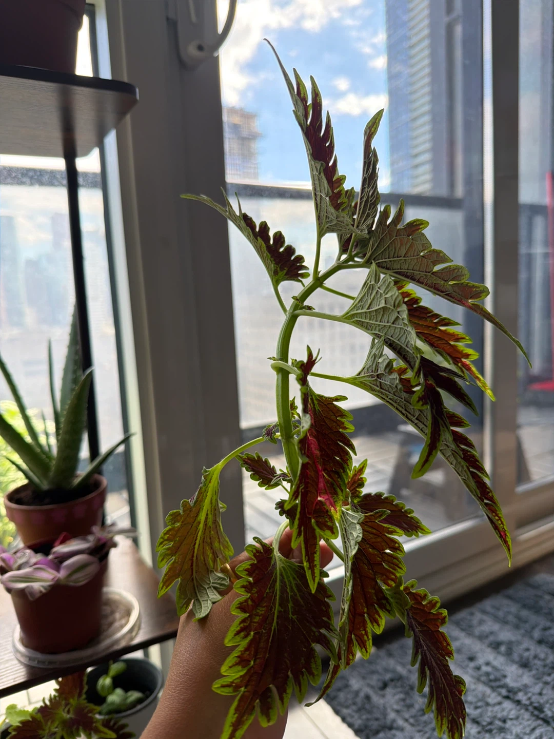 4 Coleus Plant Cutting (Need to go as ASAP) - photo 3