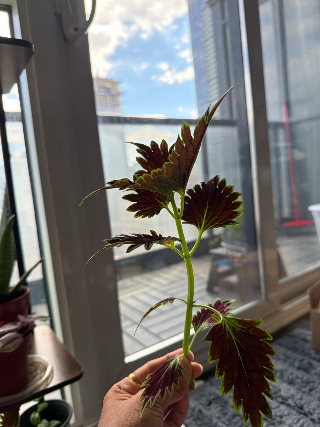 4 Coleus Plant Cutting (Need to go as ASAP) - photo 4