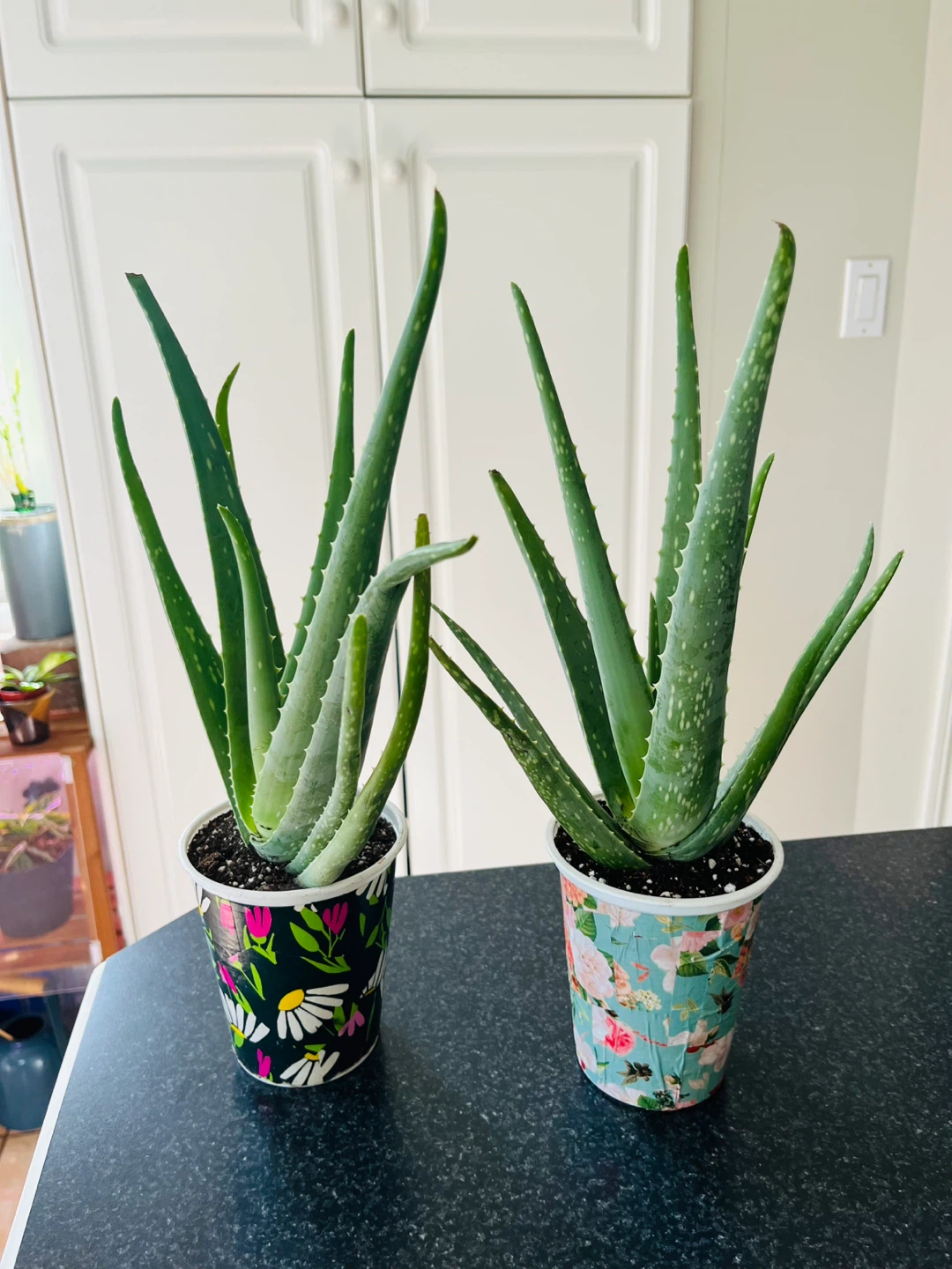Large Aloe Vera Succulent Plant