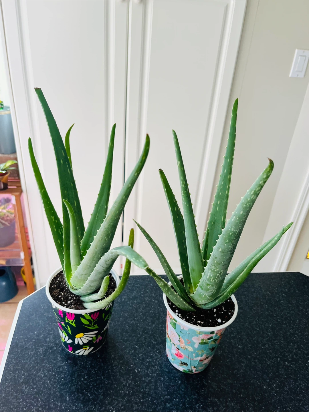 Large Aloe Vera Succulent Plant - photo 2