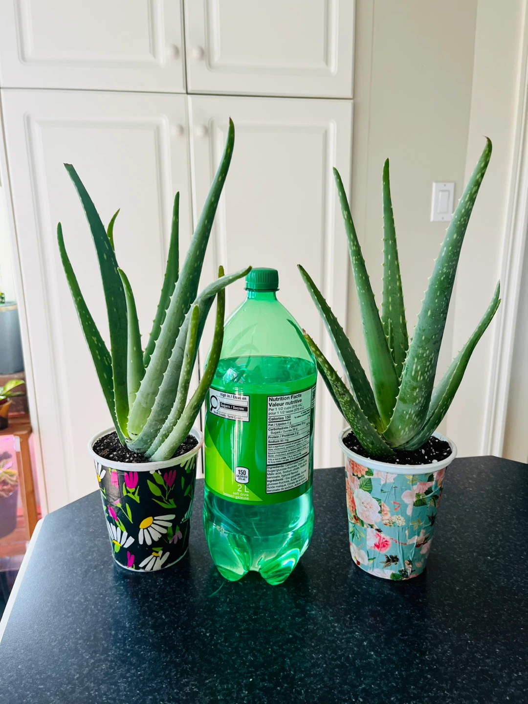 Large Aloe Vera Succulent Plant - photo 3