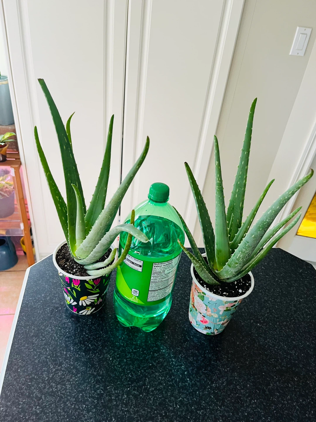 Large Aloe Vera Succulent Plant - photo 4