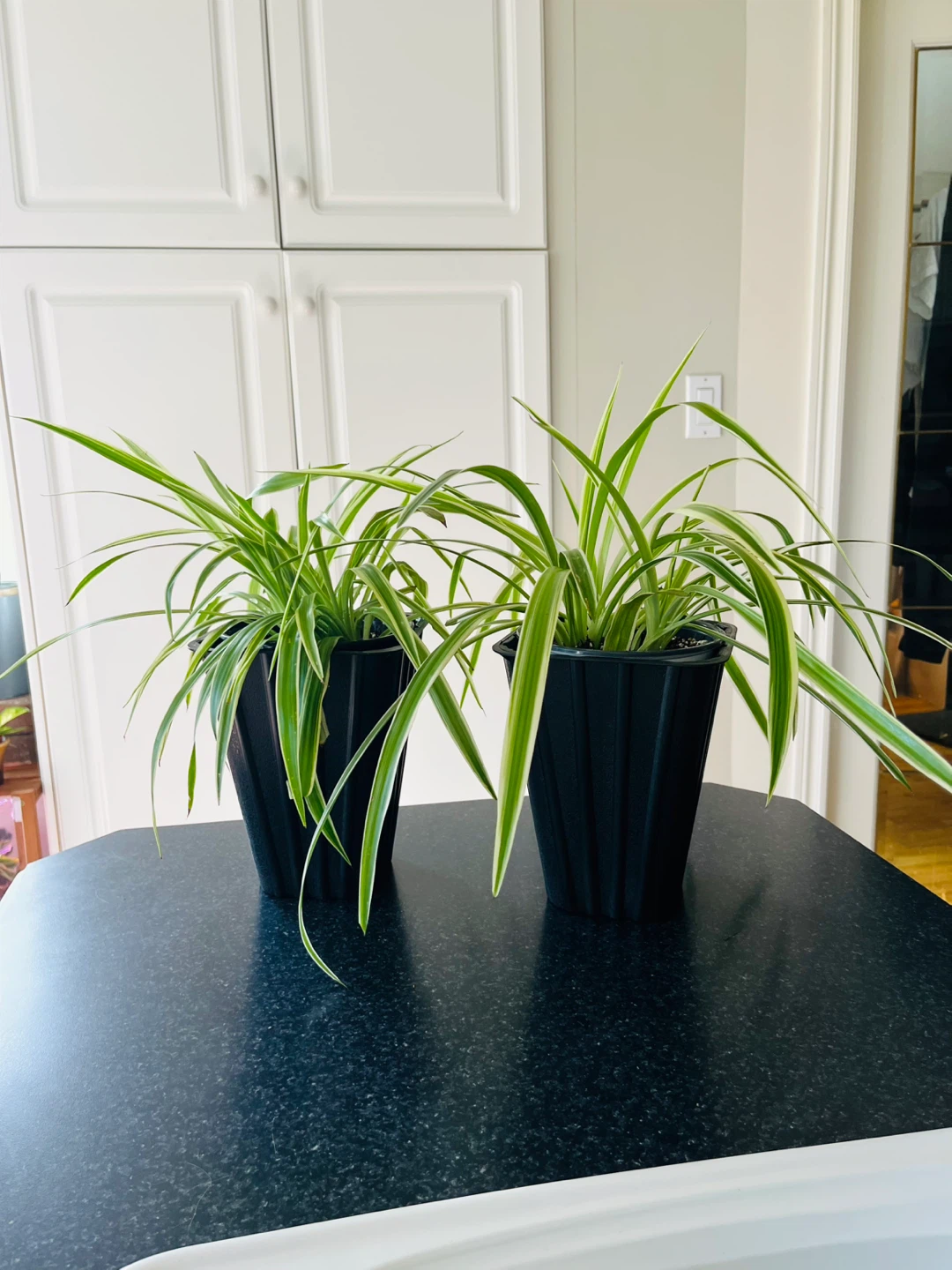 Spider Plant large (non-toxic)