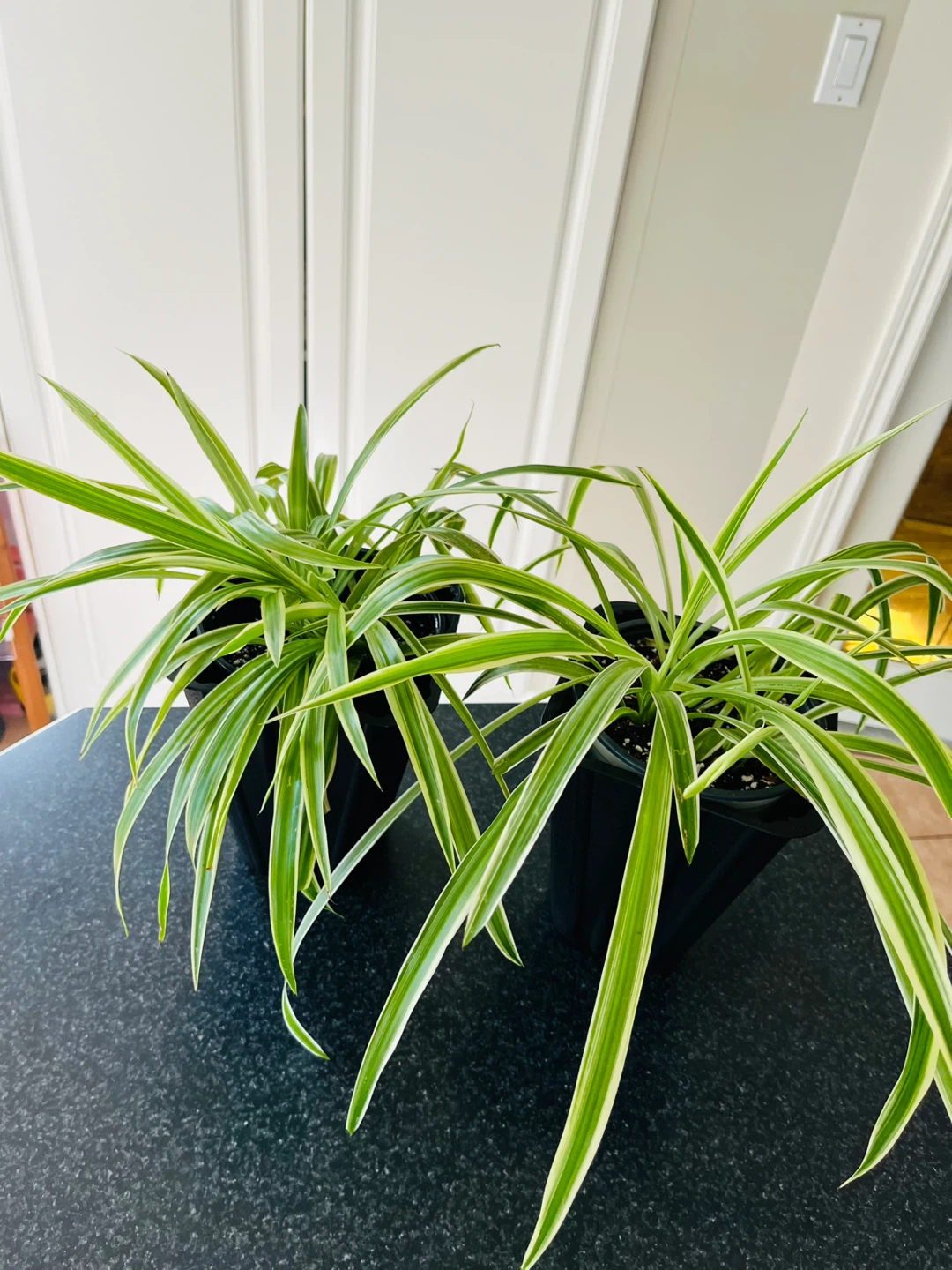 Spider Plant large (non-toxic) - photo 2