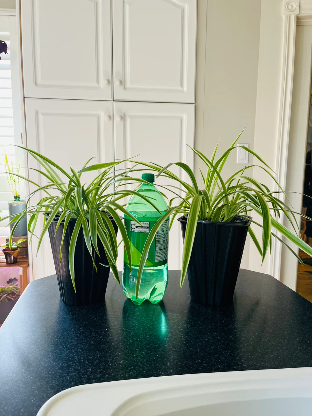 Spider Plant large (non-toxic) - photo 3