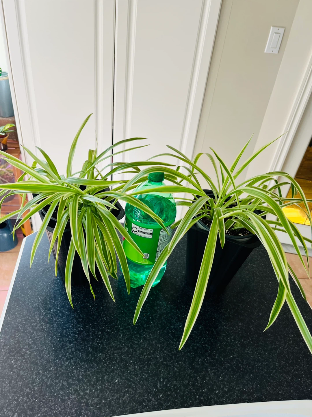 Spider Plant large (non-toxic) - photo 4