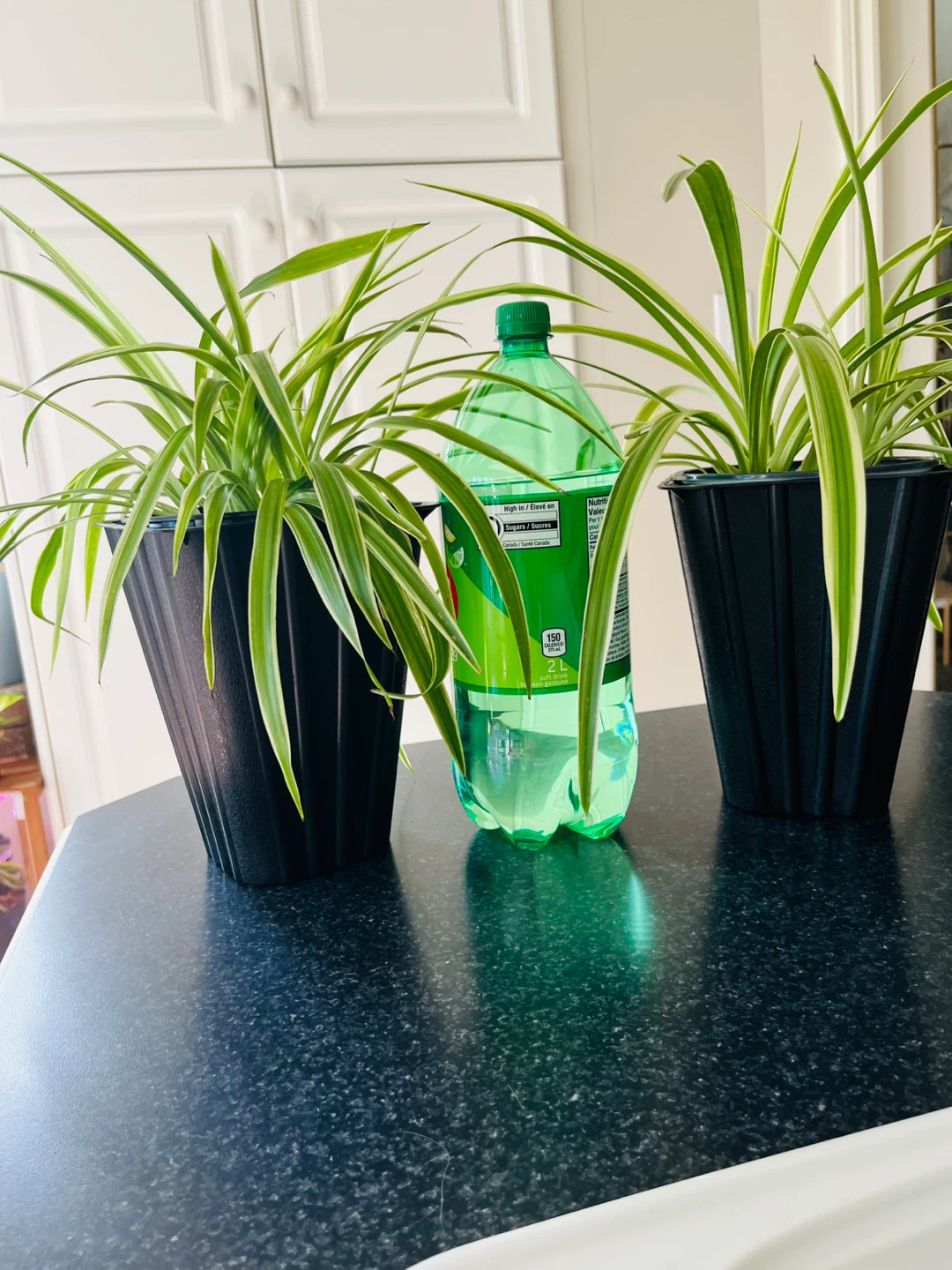 Spider Plant large (non-toxic) - photo 5
