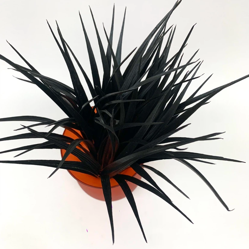 Orange Frosted Glass Vase with Black Grass Decor - photo 3