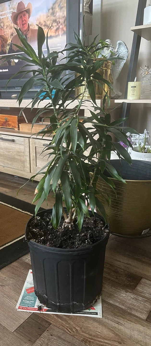 Dracaena plant in large nursery pot
