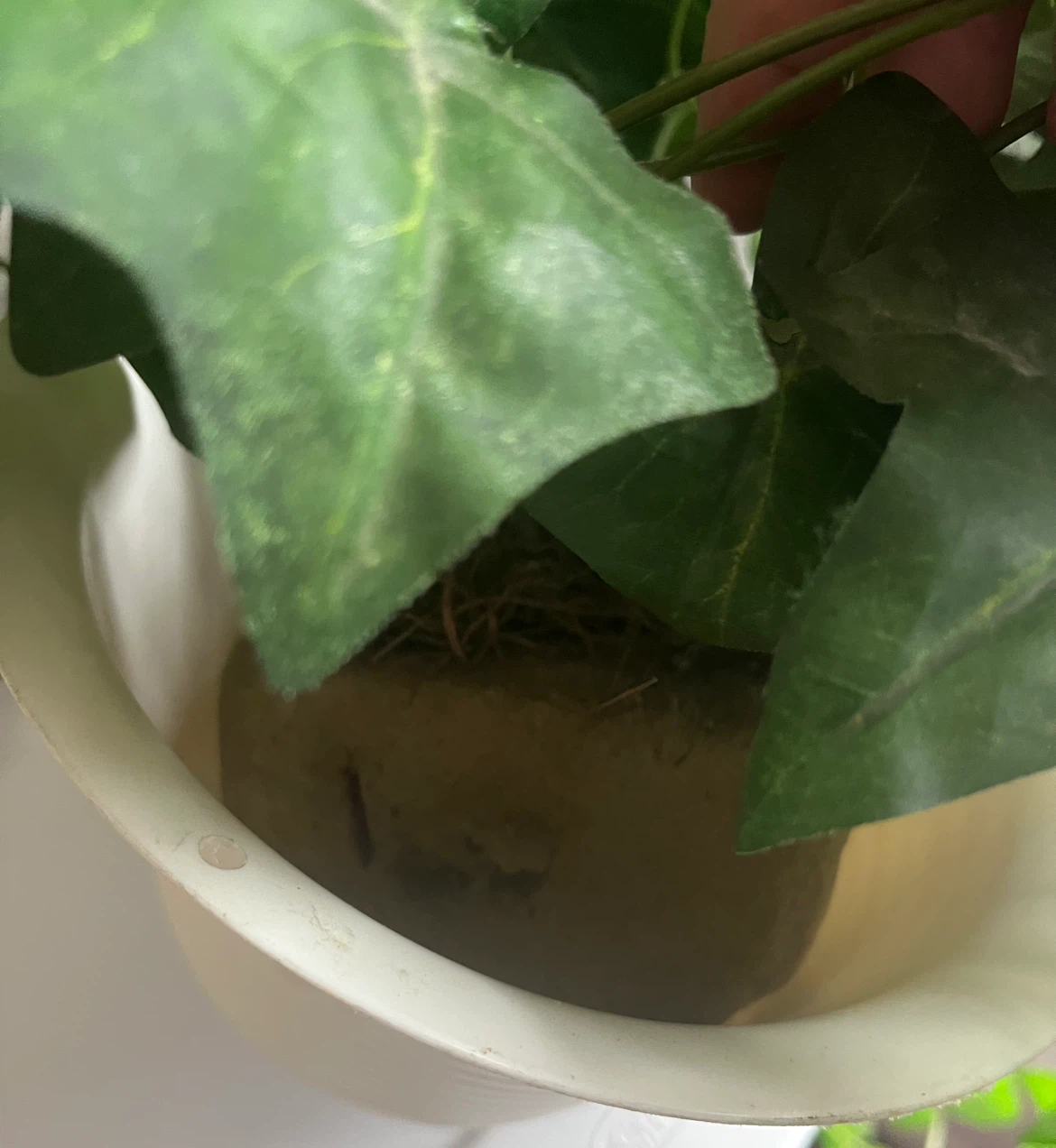 Artificial plant - photo 4