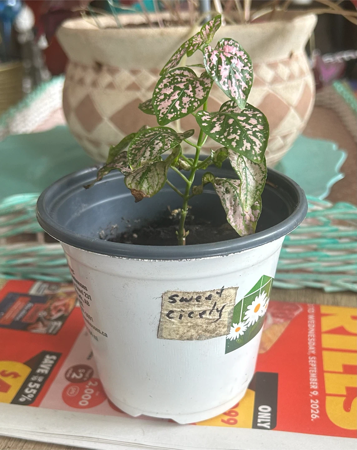 Polka Dot Plant