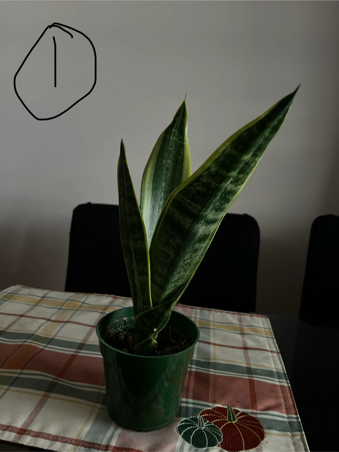 Snake Plant Sansevieria