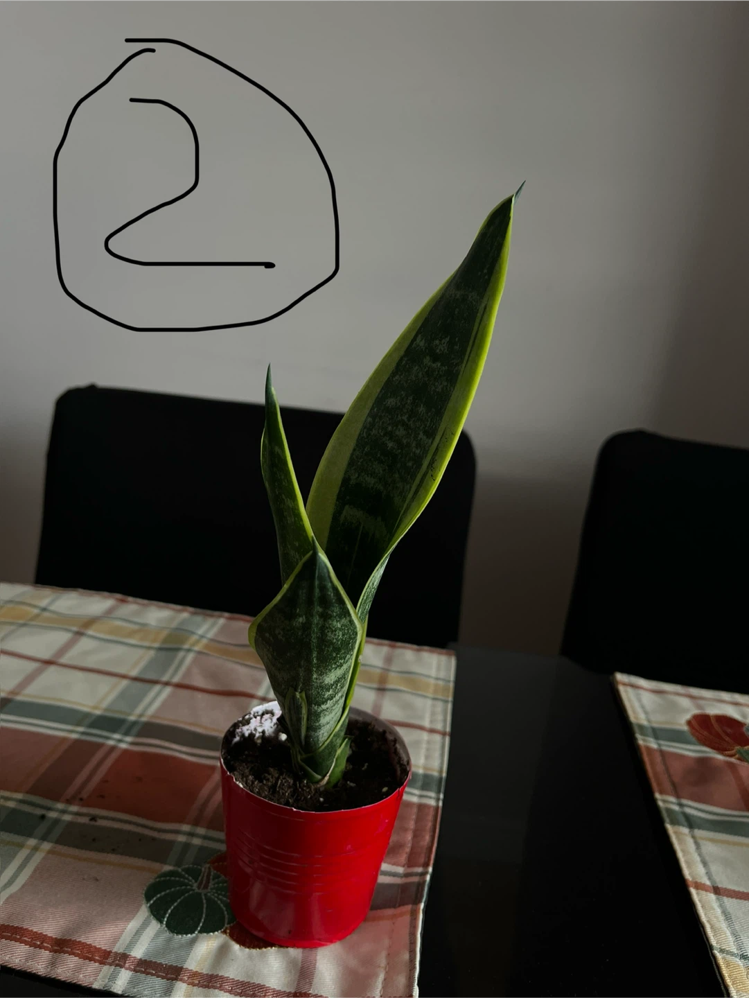 Snake Plant Sansevieria - photo 2