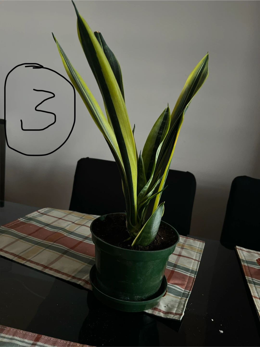 Snake Plant Sansevieria - photo 3