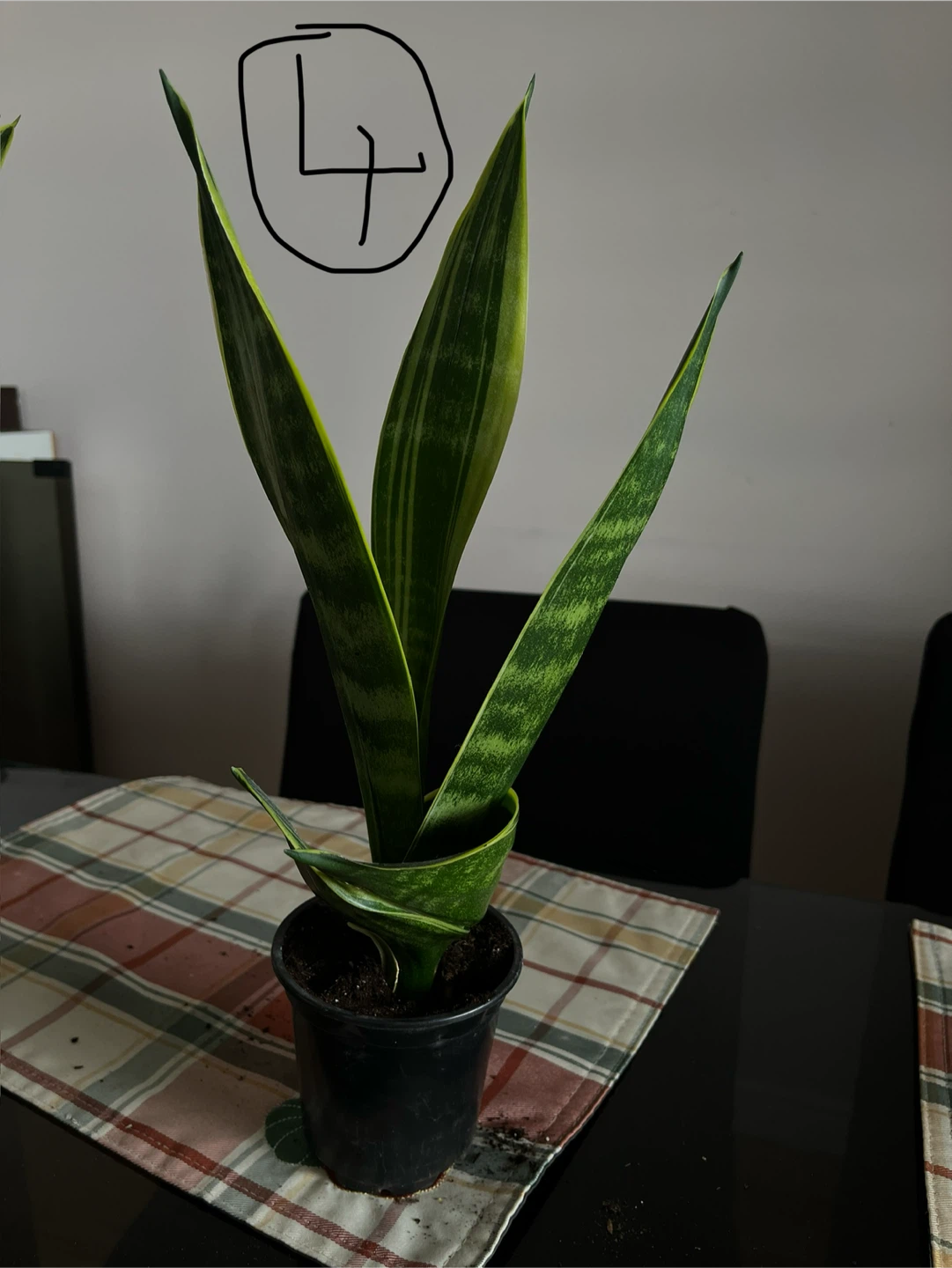 Snake Plant Sansevieria - photo 4