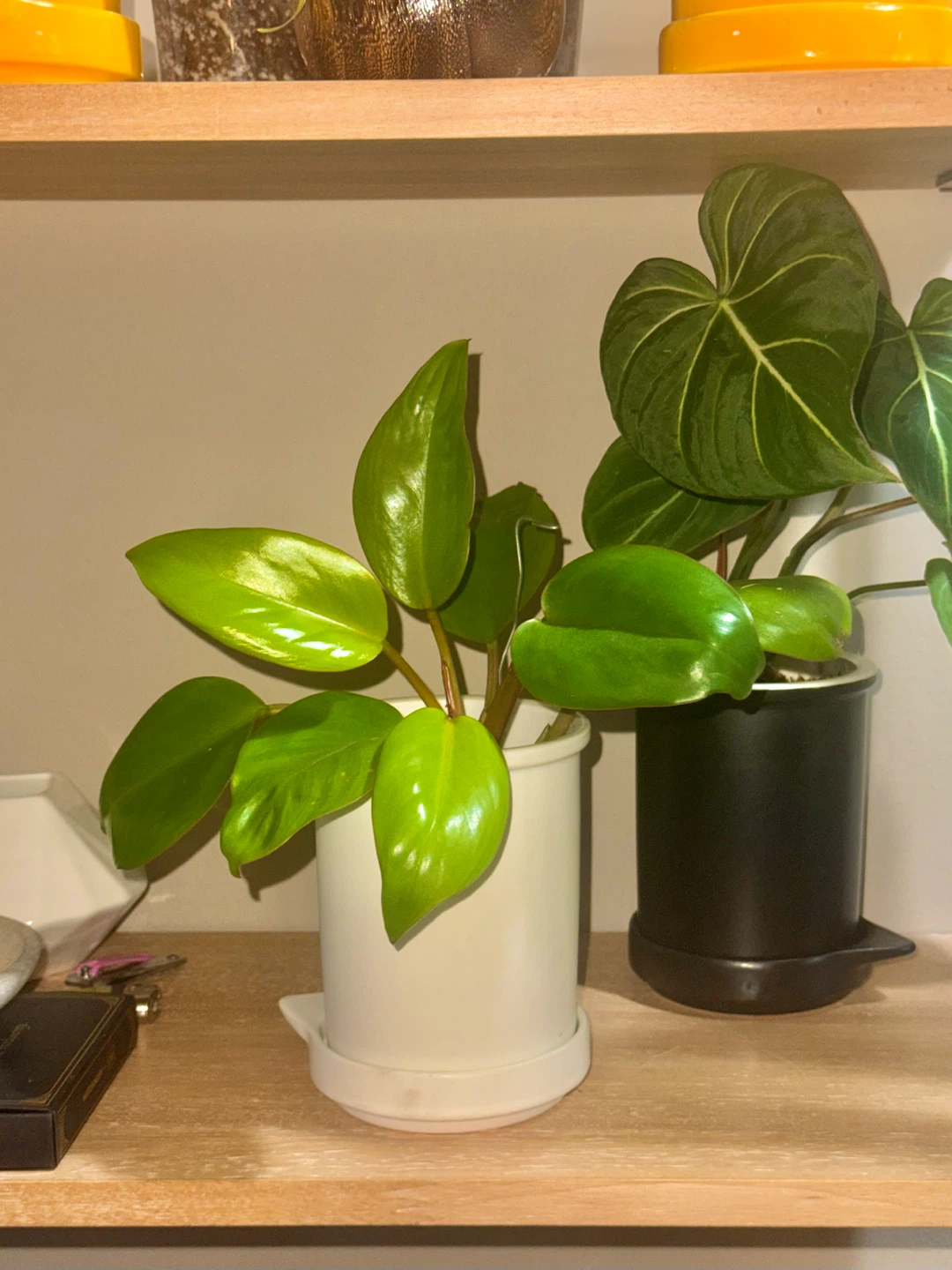 Philodendron Mars Plant in White Pot