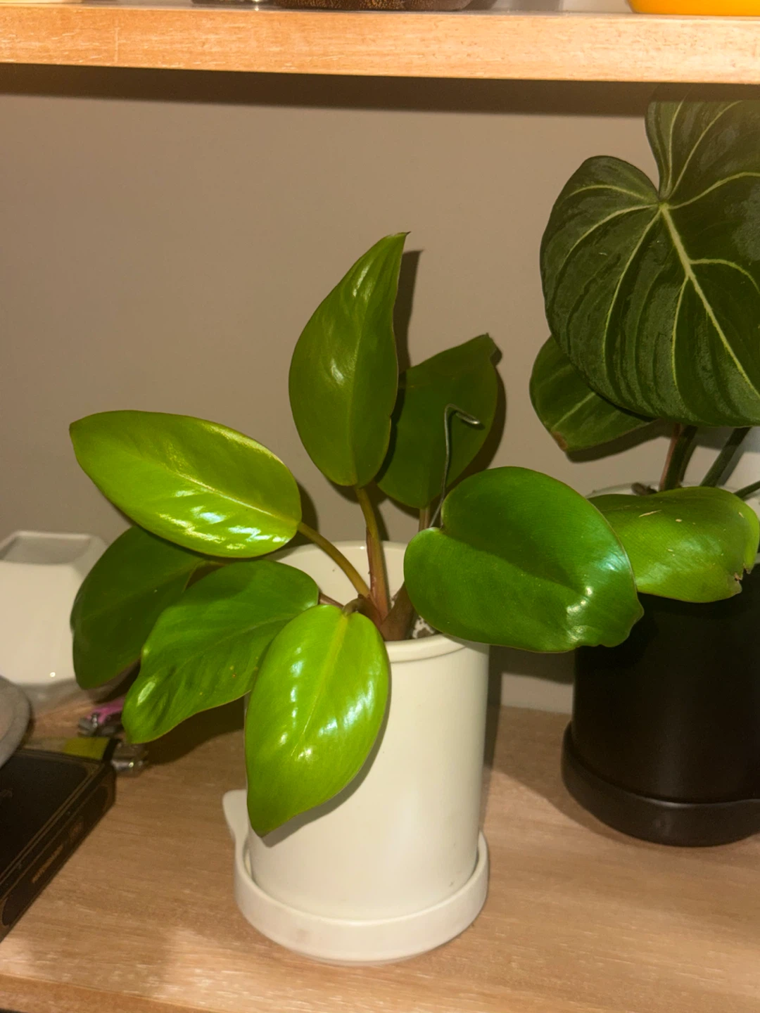Philodendron Mars Plant in White Pot - photo 2