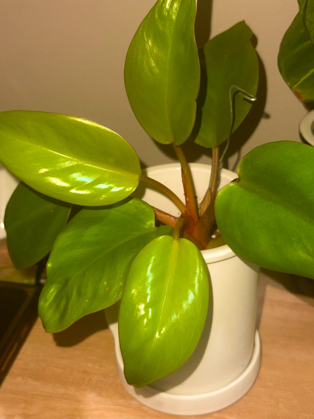 Philodendron Mars Plant in White Pot - photo 3