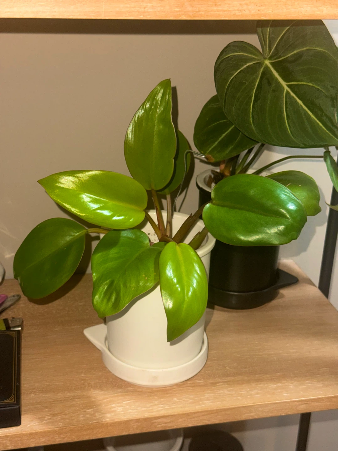 Philodendron Mars Plant in White Pot - photo 4