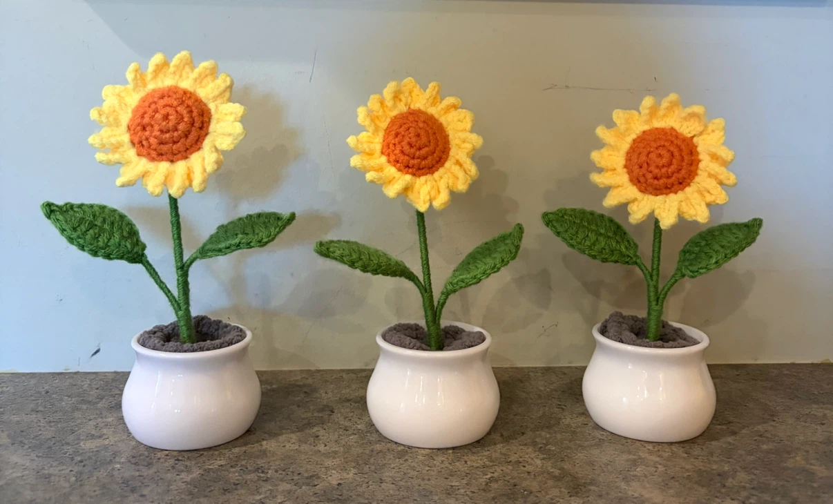 Sunflowers in pots
