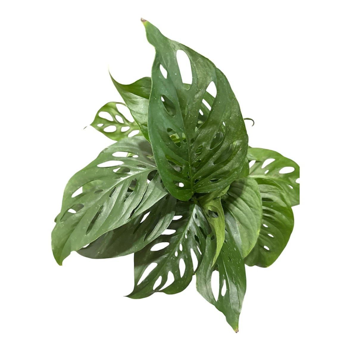 Monstera Adansonii cuttings