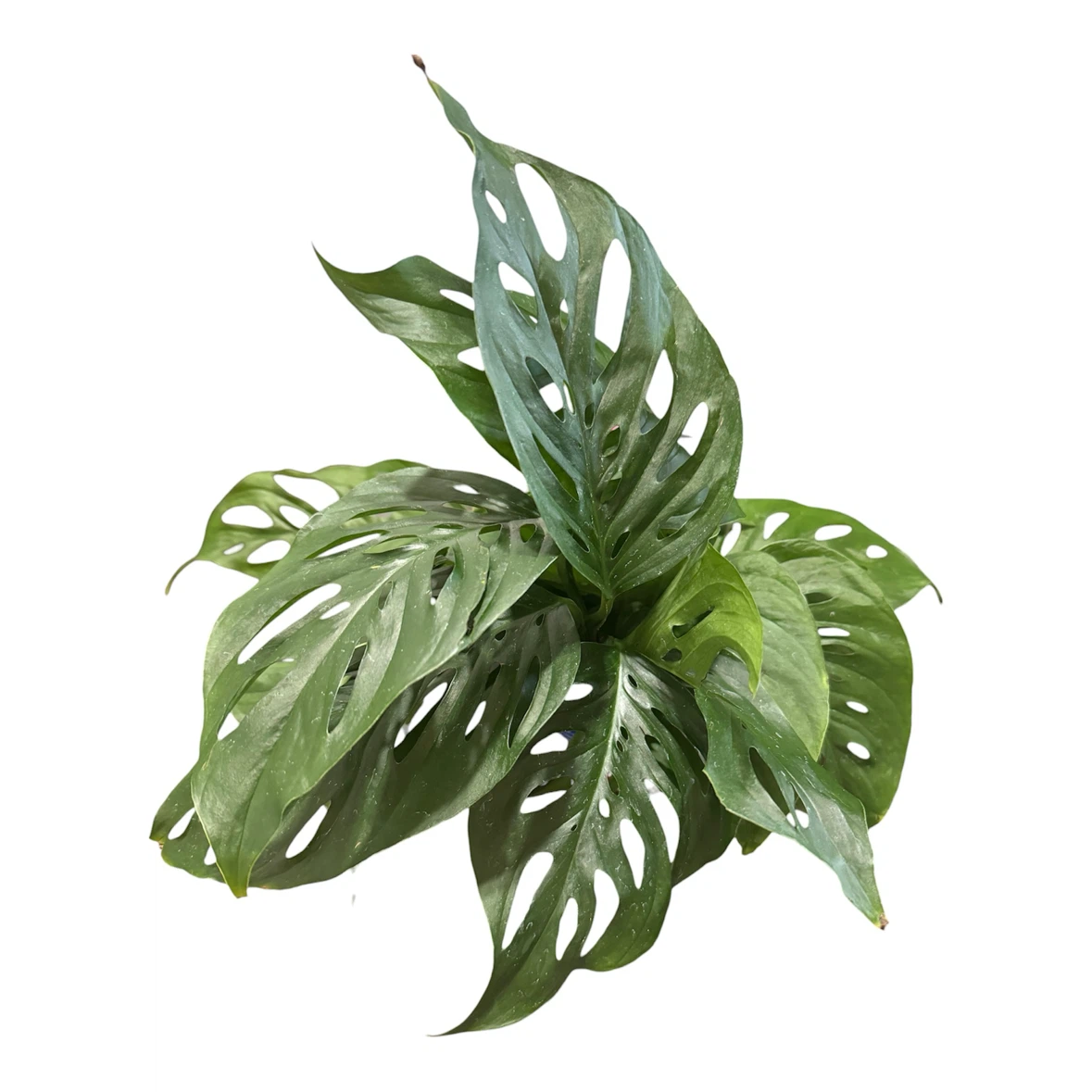 Monstera Adansonii cuttings - photo 2