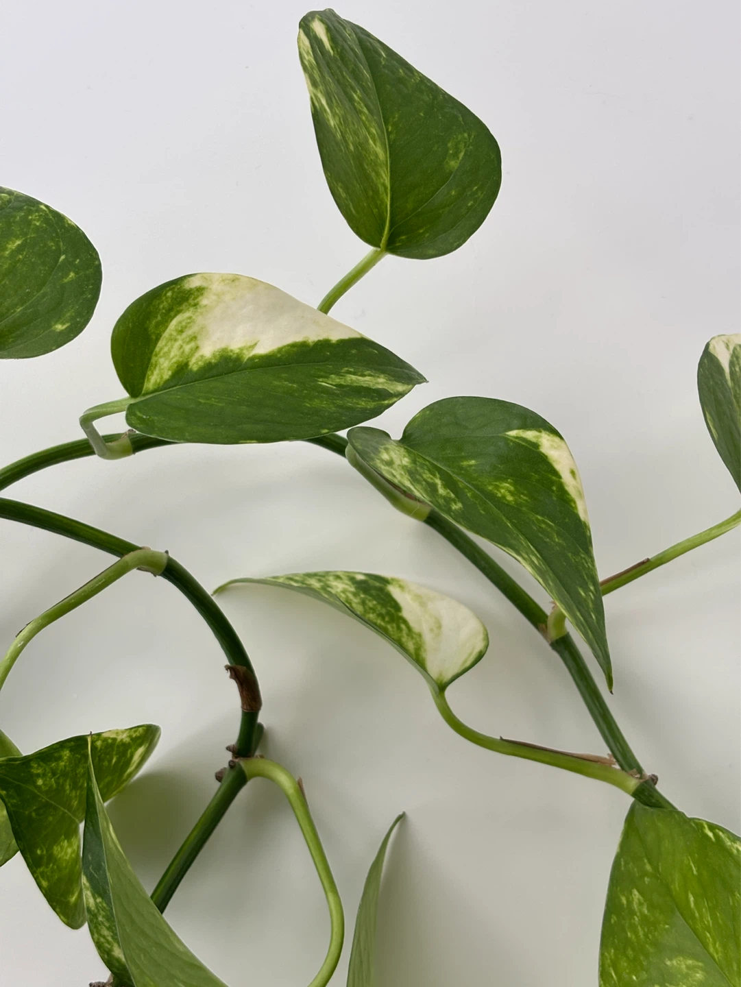 Rooted propagated golden pothos vines - photo 2