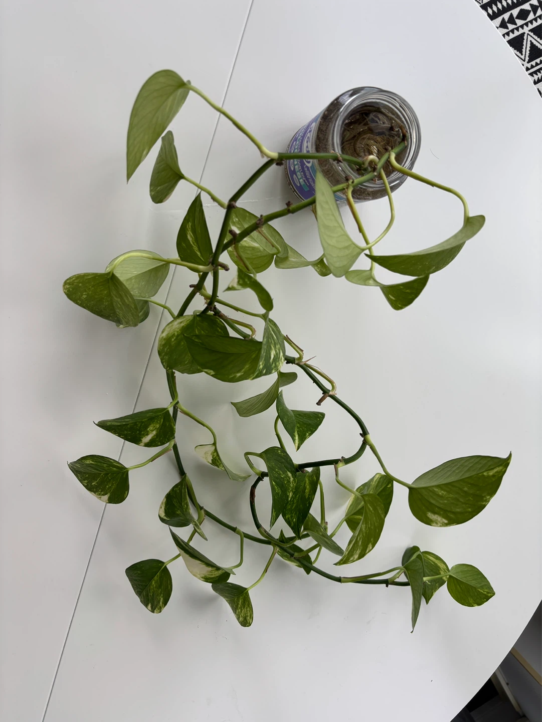 Rooted propagated golden pothos vines - photo 3