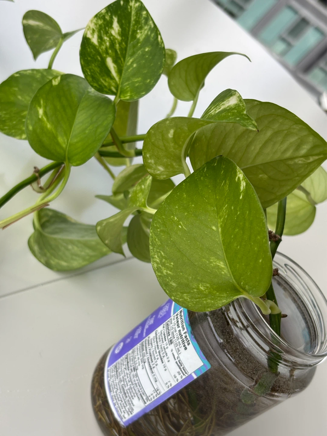 Rooted propagated golden pothos vines