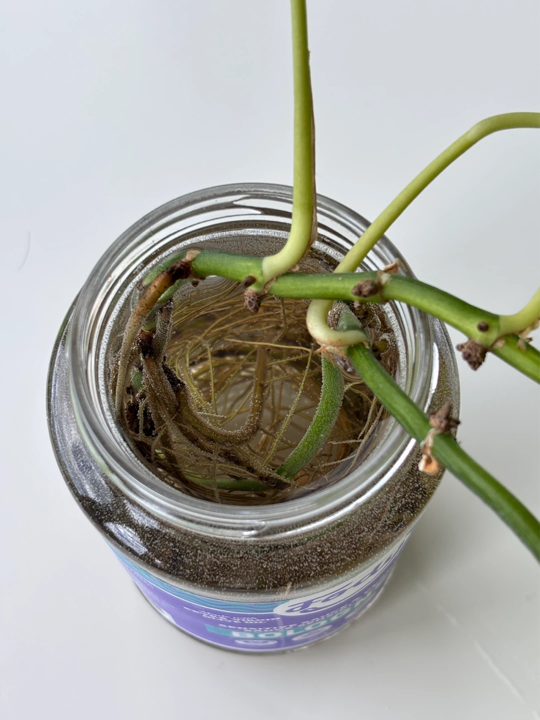 Rooted propagated golden pothos vines - photo 4