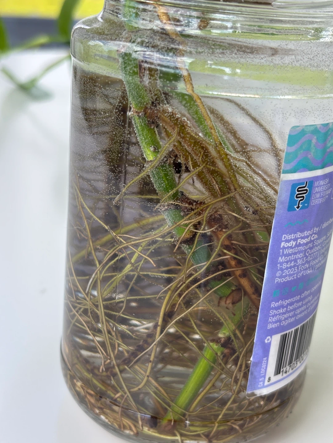 Rooted propagated golden pothos vines - photo 5