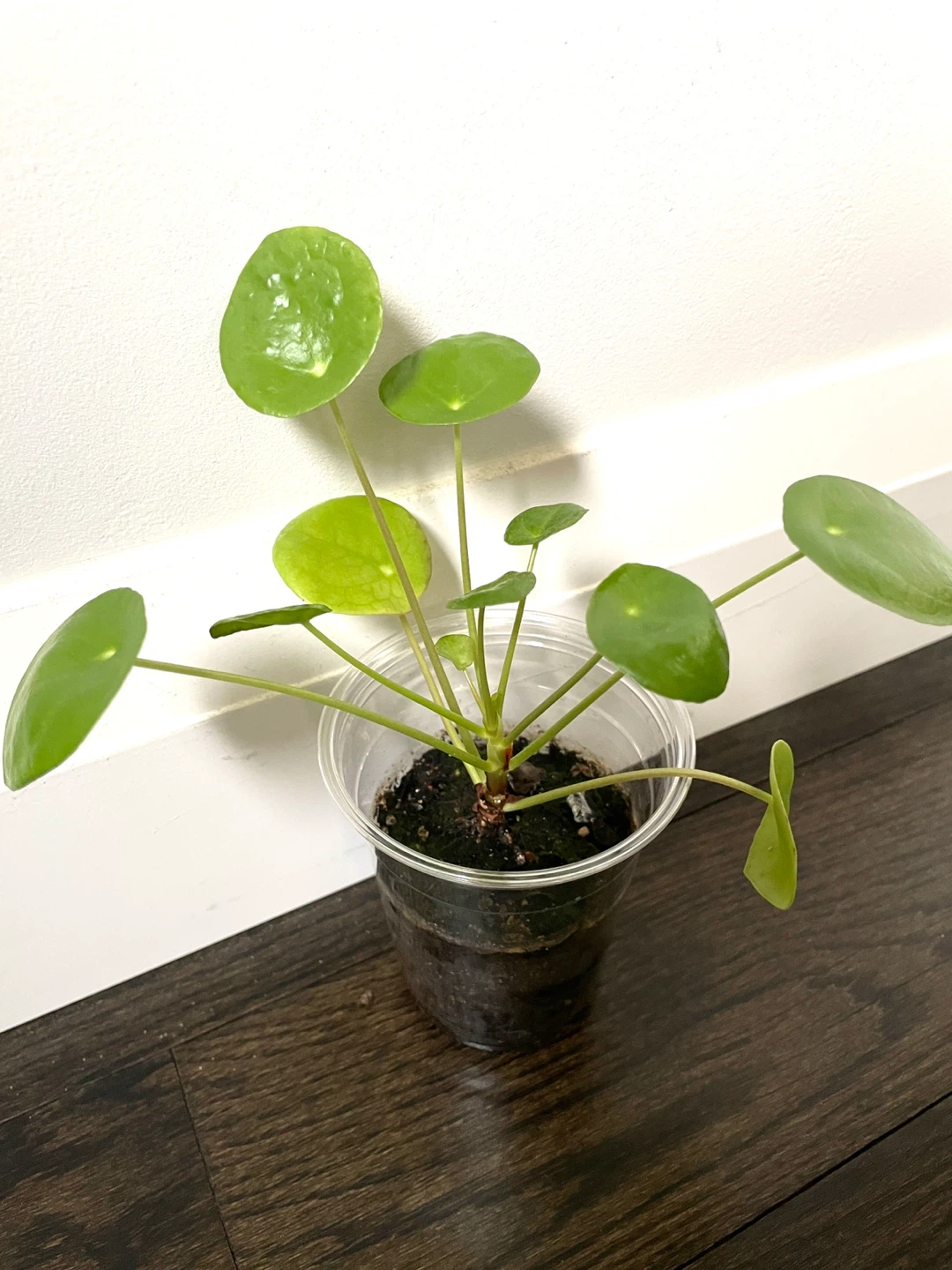 Chinese Money Plant