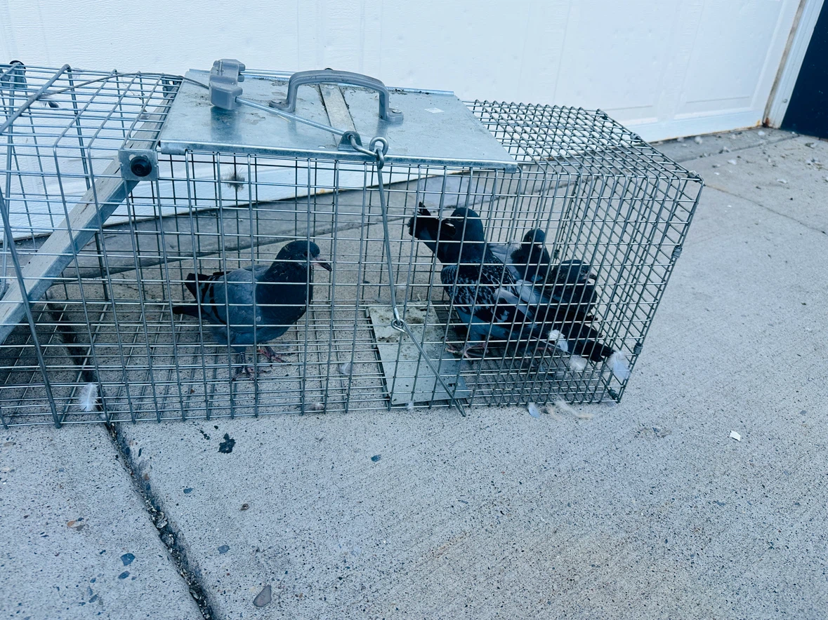 Wildlife control