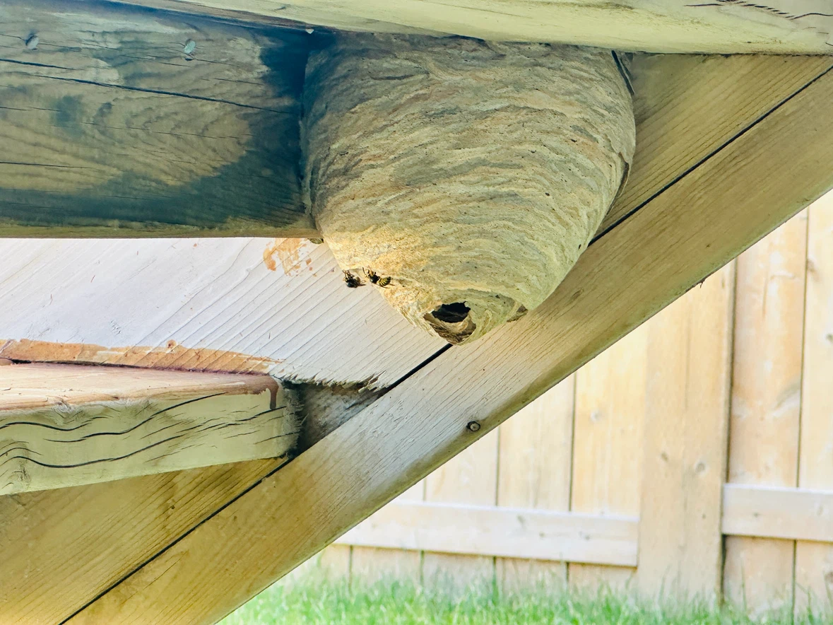 Wildlife control - photo 2