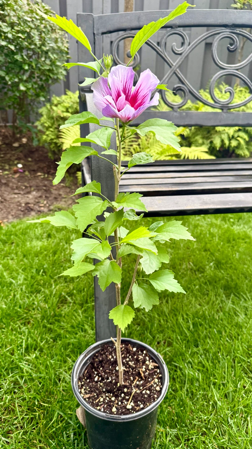 Hibiscus Syriacus Plant - photo 2