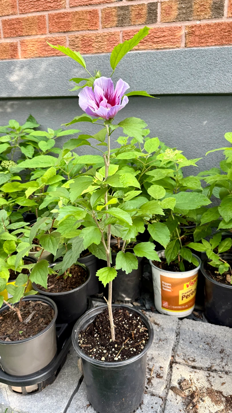 Hibiscus Syriacus Plant - photo 3