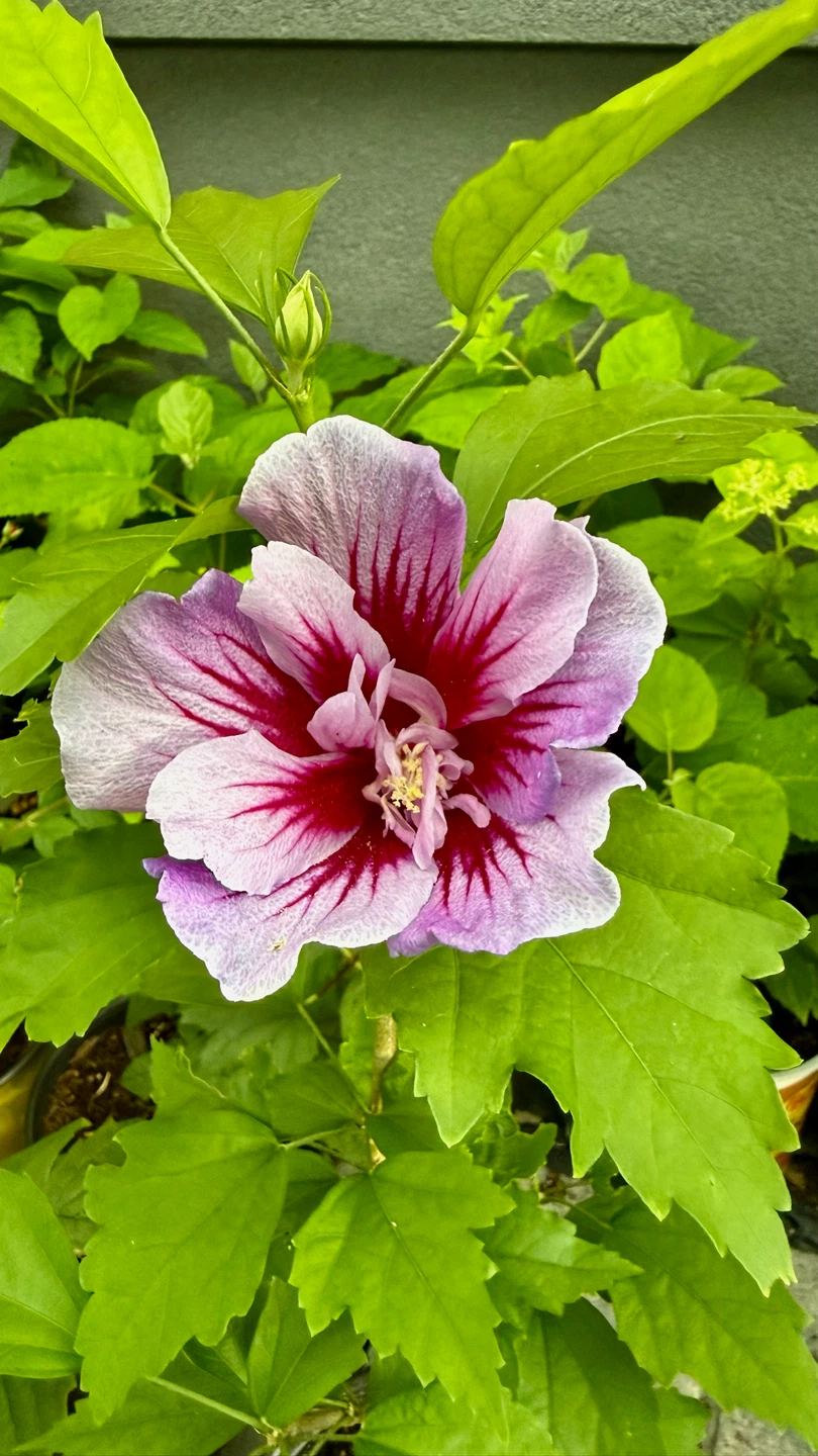 Hibiscus Syriacus Plant - photo 4
