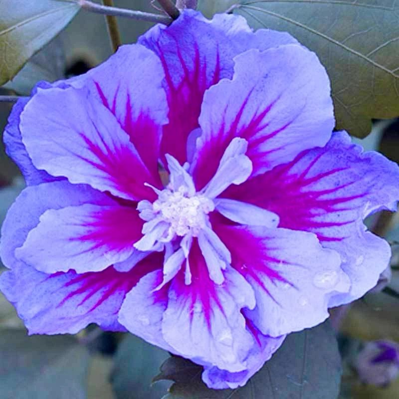 Hibiscus Syriacus Plant - photo 5