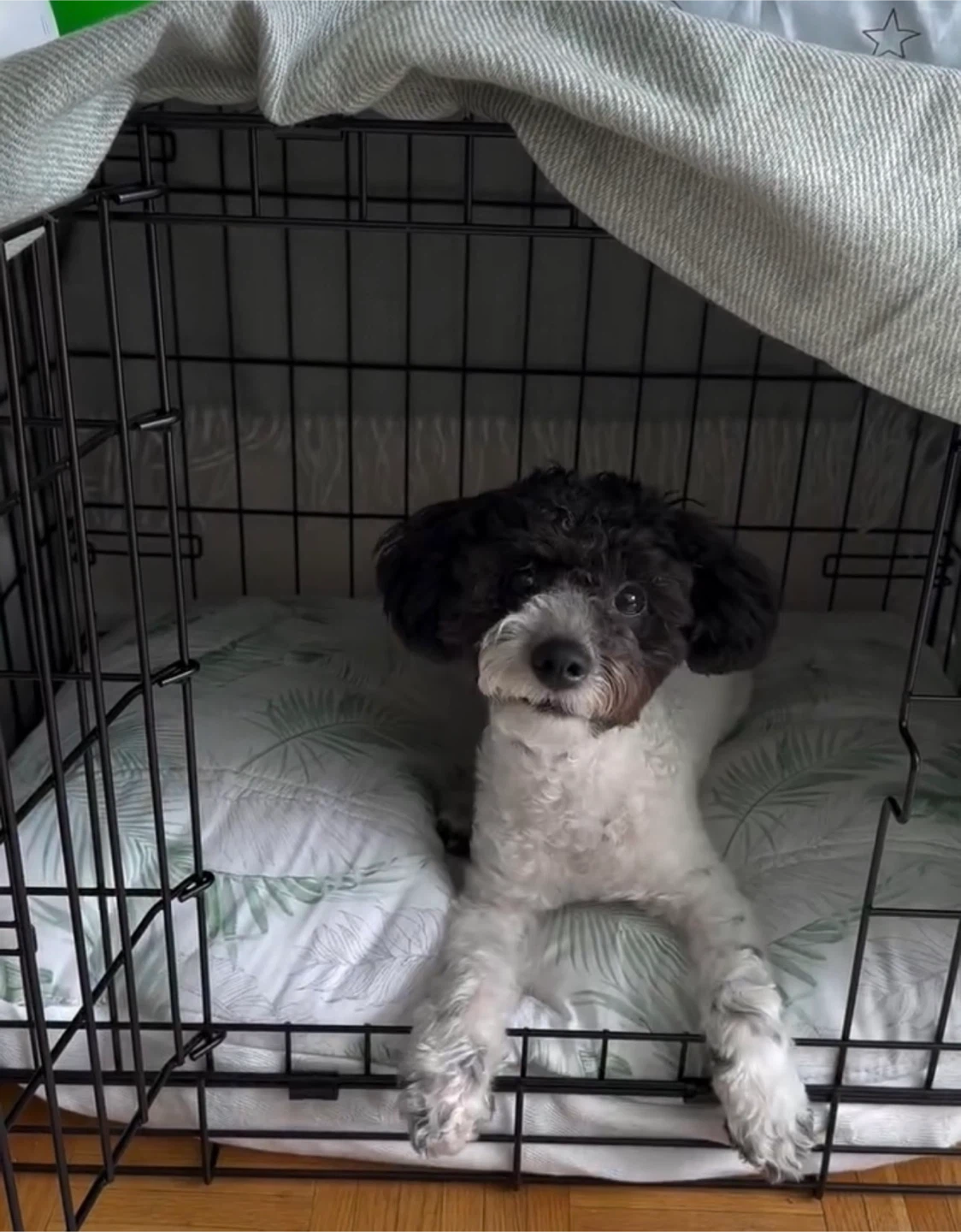 Collapsible Metal Dog Crate