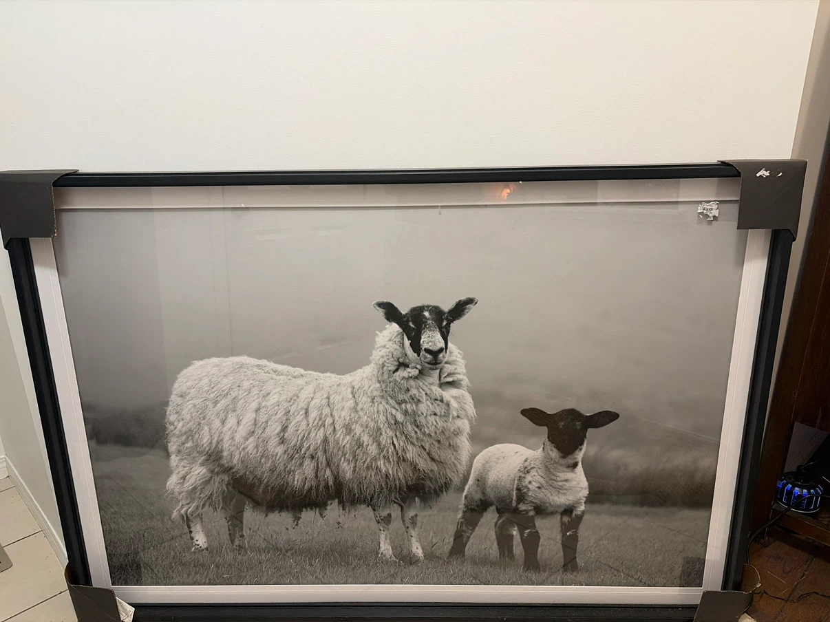 Large Framed Sheep Print
