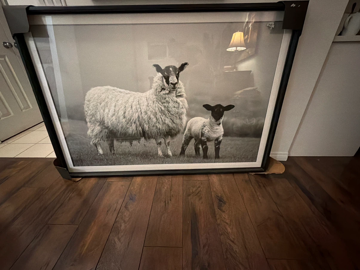 Large Framed Sheep Print - photo 2
