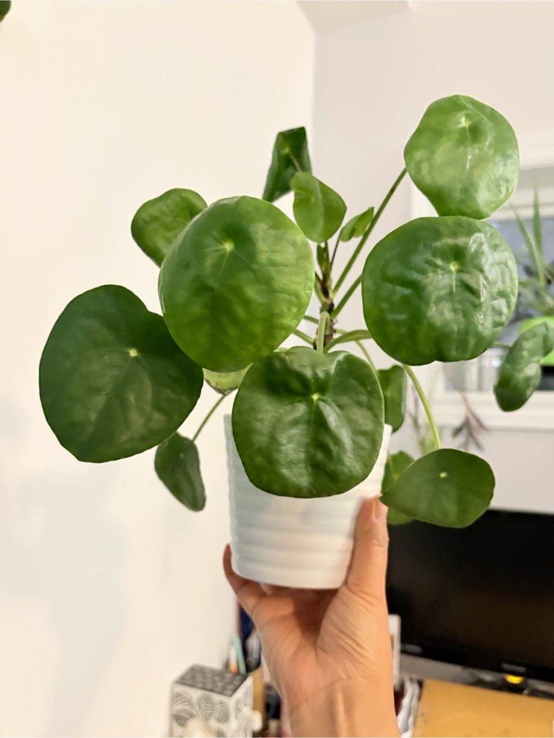 Coin tree- Pilea Peperomioides Houseplant