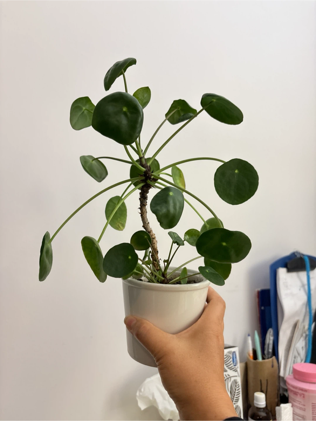 Coin tree- Pilea Peperomioides Houseplant - photo 2