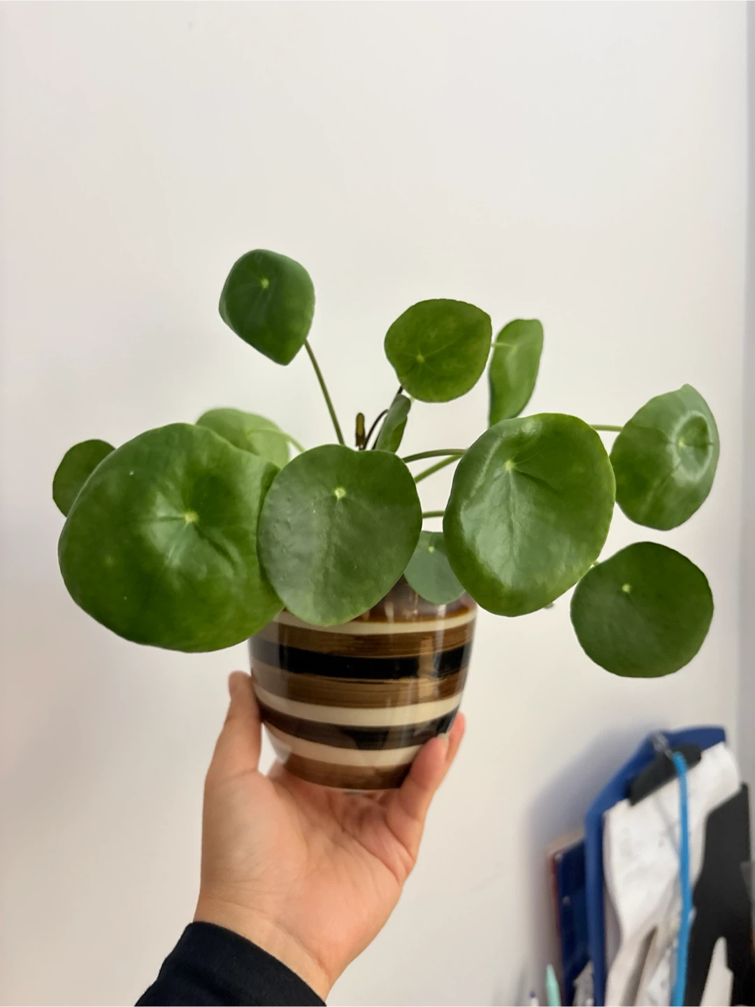Coin tree- Pilea Peperomioides Houseplant - photo 3