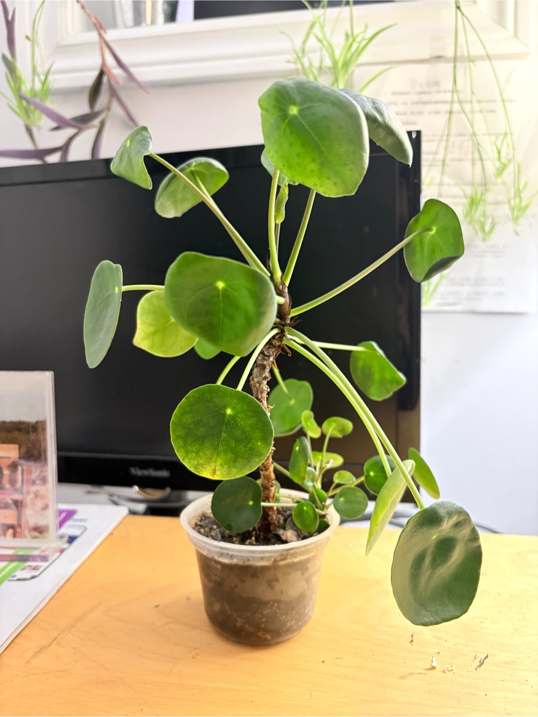 Coin tree- Pilea Peperomioides Houseplant - photo 4